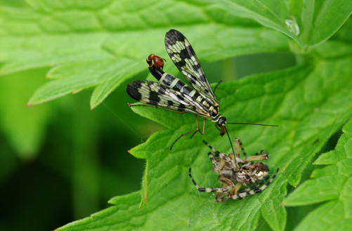 Panorpa sp.